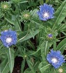 Cornflower Aster, Stokes Aster