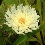 garður blóm Cornflower Aster, Stokes Aster (Stokesia) mynd; gulur