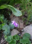 Garden Flowers Cortusa, Alpine Bells  Photo; lilac