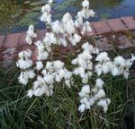 Садові Квіти Пухівка (Eriophorum) Фото; білий