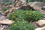 les fleurs du jardin Cotula  Photo; jaune