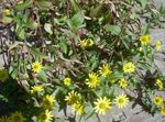 Flores do Jardim Rastejando Zinnia, Sanvitalia  foto; amarelo