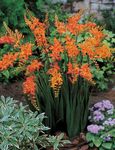 Garden Flowers Crocosmia  Photo; orange