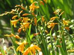 Садовые Цветы Крокосмия (Crocosmia) Фото; желтый