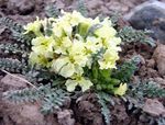 Záhradné kvety Crossflower, Fialová Horčica, Modrá Horčice, Časté Bluemustard, Pižmo Horčice, Beanpodded Horčice, Tenella Horčica (Chorispora tenella) fotografie; žltá