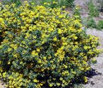 Have Blomster Krone Vikke (Coronilla) Foto; gul