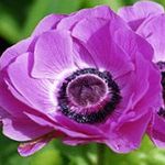 Crown Windfower, Grecian Windflower, Poppy Anemone (Anemone coronaria) Photo; lilac