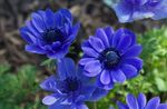 les fleurs du jardin Couronne Windfower, Windflower Grecian, Pavot Anémone (Anemone coronaria) Photo; bleu