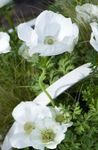 Crown Windfower, Grecian Windflower, Poppy Anemone (Anemone coronaria) Photo; white