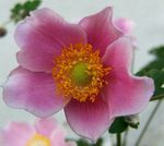 Crown Windfower, Grecian Windflower, Poppy Anemone (Anemone coronaria) Photo; pink