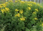 Garden Flowers Curled Tansy, Curly Tansy, Double Tansy, Fern-leaf Tansy, Fernleaf Golden Buttons, Silver Tansy (Tanacetum) Photo; yellow