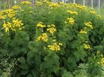 Hrokkinblaða Tansy, Hrokkið Tansy, Tvöfaldur Tansy, Fern-Leaf Tansy, Fernleaf Gullna Hnappa, Silfur Tansy mynd og einkenni