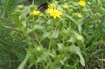 Curly Cup Gumweed