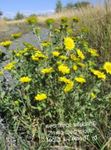 Garden Flowers Curly Cup Gumweed (Grindelia squarrosa) Photo; white