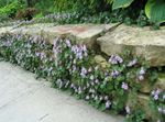 Garden Flowers Cymbalaria, Kenilworth Ivy, Climbing Sailor, Ivy-leaved Toad Flax  Photo; lilac