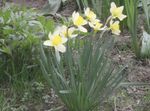 Garden Flowers Daffodil (Narcissus) Photo; white