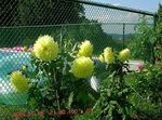 Hage blomster Dahlia  Bilde; gul