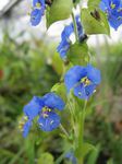Day Flower, Spiderwort, Widows Tears (Commelina) Photo; blue