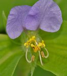 Day Flower, Spiderwort, Widows Tears (Commelina) Photo; lilac