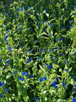 Sodo Gėlės Dieną Gėlė, Spiderwort, Našlių Ašaras (Commelina) Nuotrauka; mėlynas