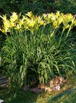 Dārza Ziedi Dienliliju (Hemerocallis) Foto; dzeltens