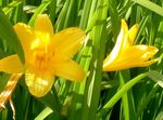 I fiori da giardino Daylily (Hemerocallis) foto; arancione