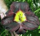 Garden Flowers Daylily (Hemerocallis) Photo; black