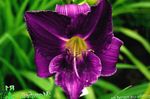 Garden Flowers Daylily (Hemerocallis) Photo; purple