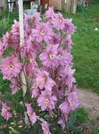 Garden Flowers Delphinium  Photo; pink