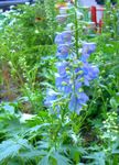 Garden Flowers Delphinium  Photo; light blue