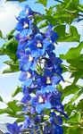 Garden Flowers Delphinium  Photo; blue