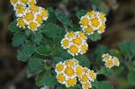 Garden Flowers Dendranthema  Photo; yellow