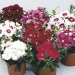 Garden Flowers Dianthus, China Pinks (Dianthus chinensis) Photo; red