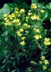 Have Blomster Dianthus Perrenial (Dianthus x allwoodii, Dianthus  hybrida, Dianthus  knappii) Foto; gul