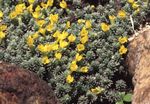 Flores de jardín Douglasia, Montaña Rocosa Enana-Primavera, Vitaliana  Foto; amarillo