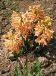 Sodo Gėlės Olandų Hiacintas (Hyacinthus) Nuotrauka; oranžinis