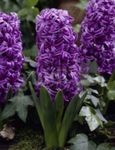 Garden Flowers Dutch Hyacinth (Hyacinthus) Photo; purple