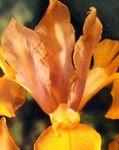 Vrtno Cvetje Nizozemski Iris, Španski Iris (Xiphium) fotografija; oranžna