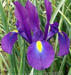 Garden Flowers Dutch Iris, Spanish Iris (Xiphium) Photo; purple