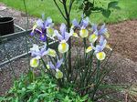 Garden Flowers Dutch Iris, Spanish Iris (Xiphium) Photo; light blue