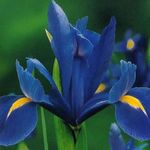 Garden Flowers Dutch Iris, Spanish Iris (Xiphium) Photo; blue