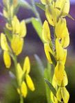 园林花卉 戴尔的绿色杂草 (Genista tinctoria) 照; 黄