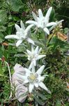 Garden Flowers Edelweiss (Leontopodium) Photo; white