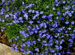 Garden Flowers Edging Lobelia, Annual Lobelia, Trailing Lobelia  Photo; blue