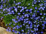 Садовыя Кветкі Лабелія Аднагадовая (Lobelia) фота; сіні