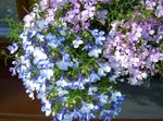 Garden Flowers Edging Lobelia, Annual Lobelia, Trailing Lobelia  Photo; light blue