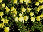 Garden Flowers Evening primrose (Oenothera fruticosa) Photo; yellow