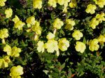 Flores de jardín Onagra (Oenothera fruticosa) Foto; amarillo