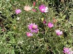 Everlasting, Immortelle, Strawflower, Paper Daisy, Everlasting Daisy (Xeranthemum) Photo; pink
