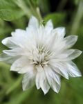Everlasting, Immortelle, Strawflower, Paper Daisy, Everlasting Daisy (Xeranthemum) Photo; white